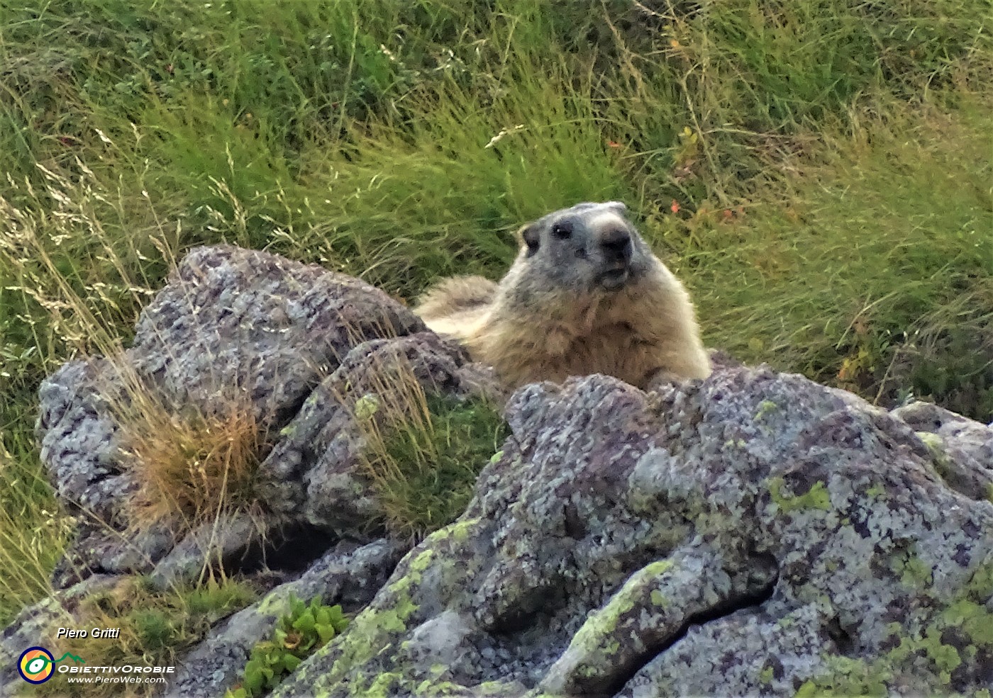 87 Una marmotta ci osserva.JPG